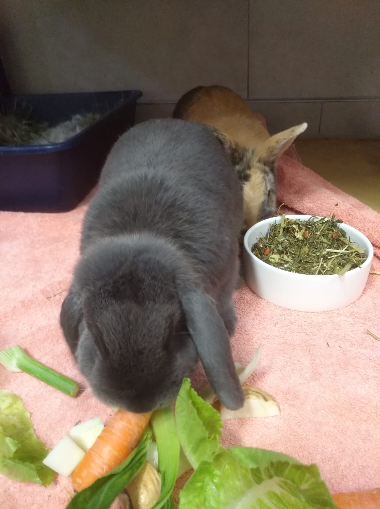 Queeny und Norbert 3 Tierheim Hattersheim - 0BDA2728 8C6B 4A64 B522 77D10E4181A8