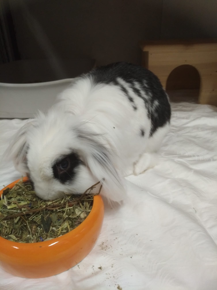 Sunny und Herbert 1 Tierheim Hattersheim - E09F64C7 BB5D 409D A81D 430E5A7E50BE