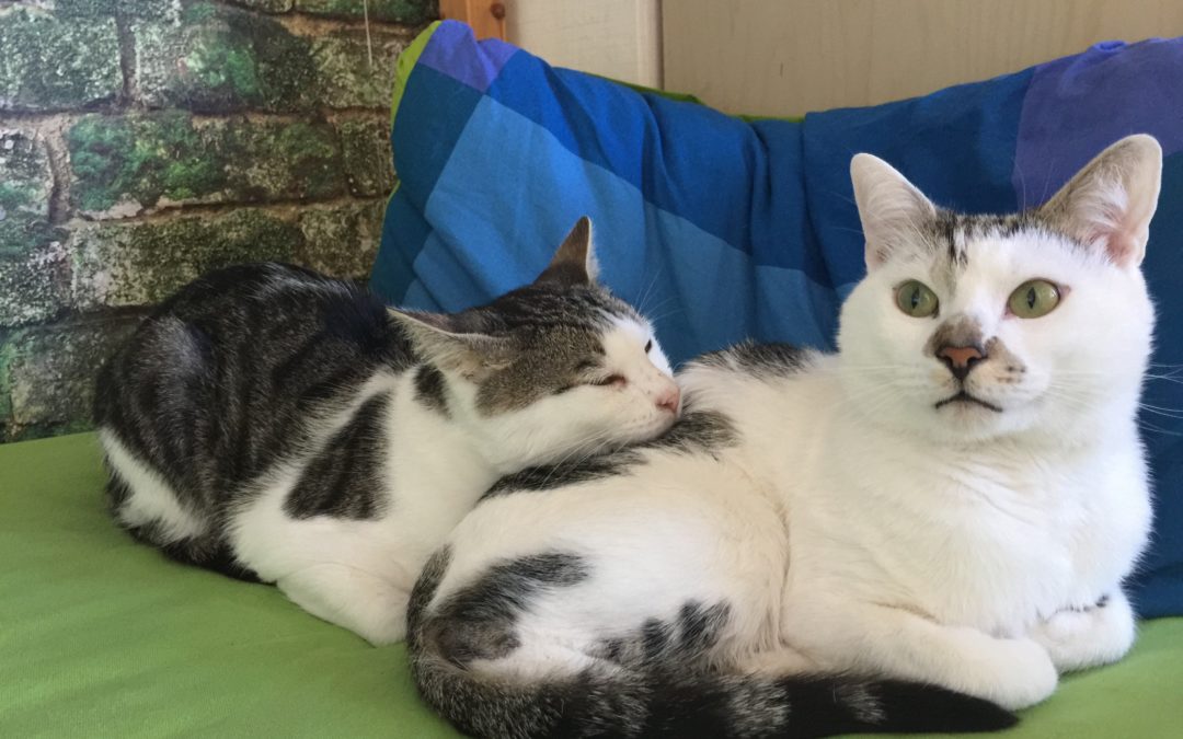 Tawan und Chandra