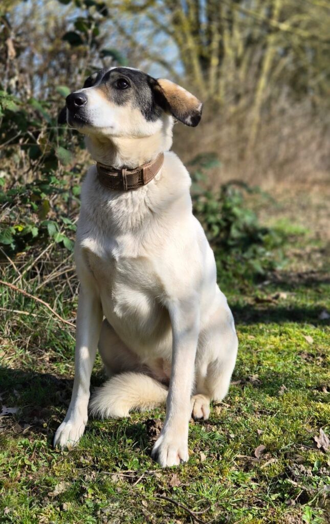 Tierheim Hattersheim - PHOTO 2026 03 05 13 10 00