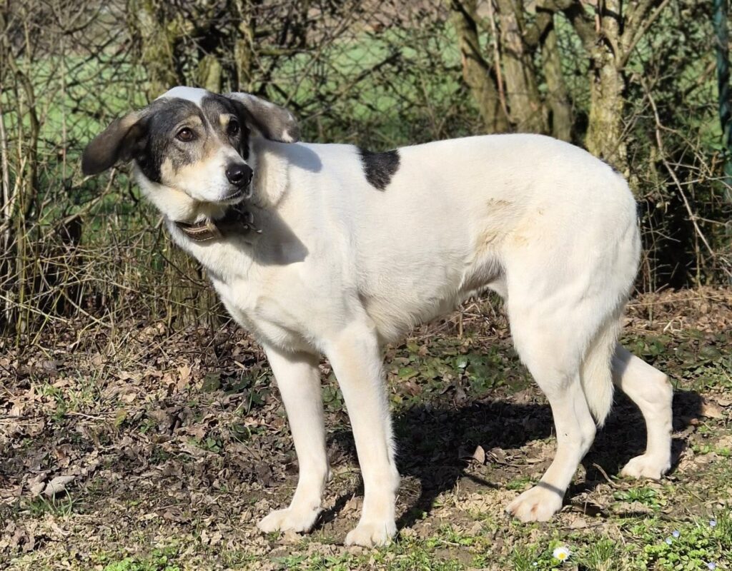 Tierheim Hattersheim - PHOTO 2026 03 05 13 10 01 2 1