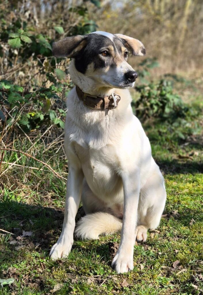 Tierheim Hattersheim - PHOTO 2026 03 05 13 10 01