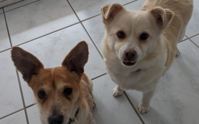 Anton und Bella