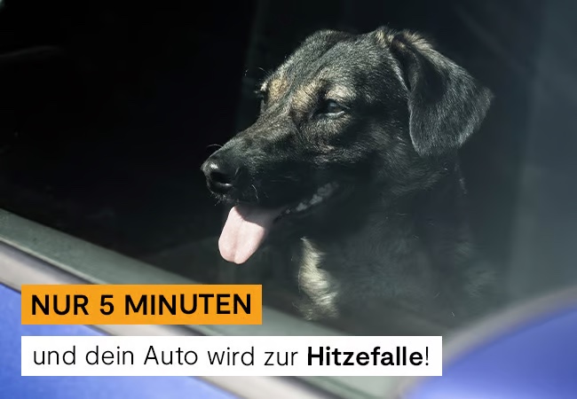 Hitzefalle Auto ☀️☀️☀️🔥