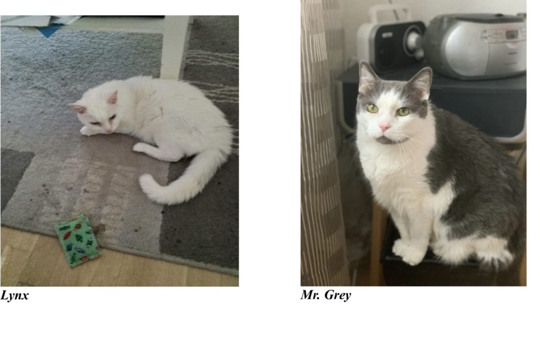 Lynx und Mr Grey