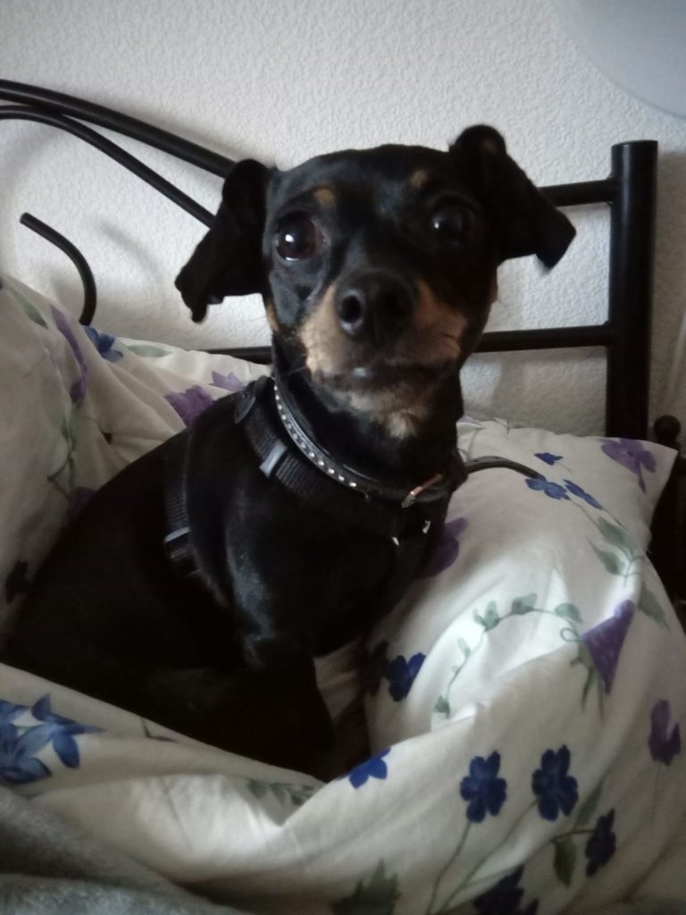 Tilli und Luna 1 Tierheim Hattersheim - 66C20561 CAF4 420C A121 1B96176BDF81