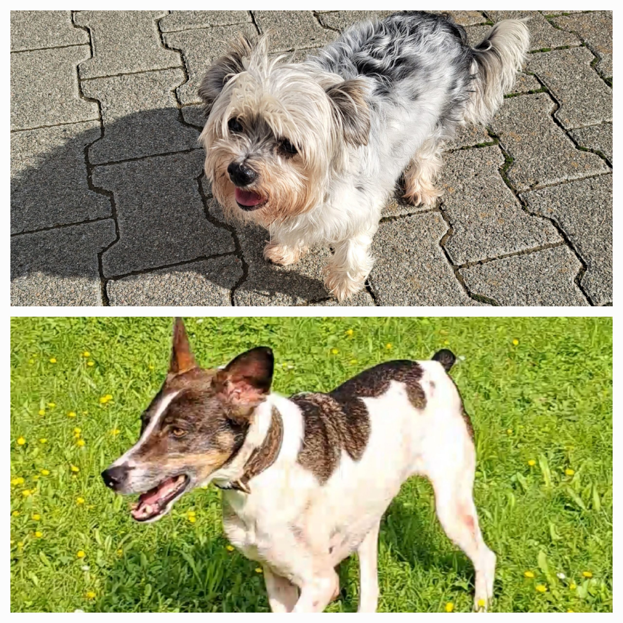 Unsere Hunde Tierheim Hattersheim unsere-hunde-tierheim-hattersheim