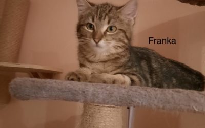 Franka/ Pflegestelle