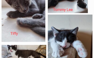 Tanji,Teddy, Tommy Lee & Tiffy/ Pflegestelle