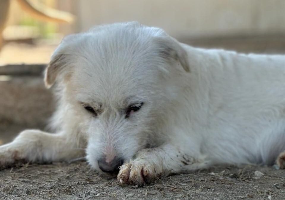 Frida/ nicht im Tierheim