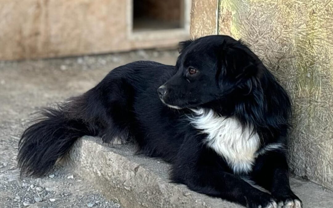 Benny/ nicht im Tierheim