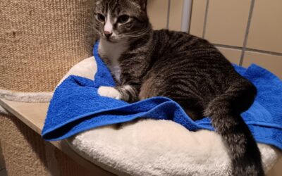 Unsere Katzen 9 Mirra