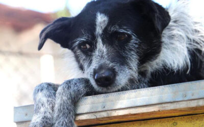 Bob/ nicht im Tierheim