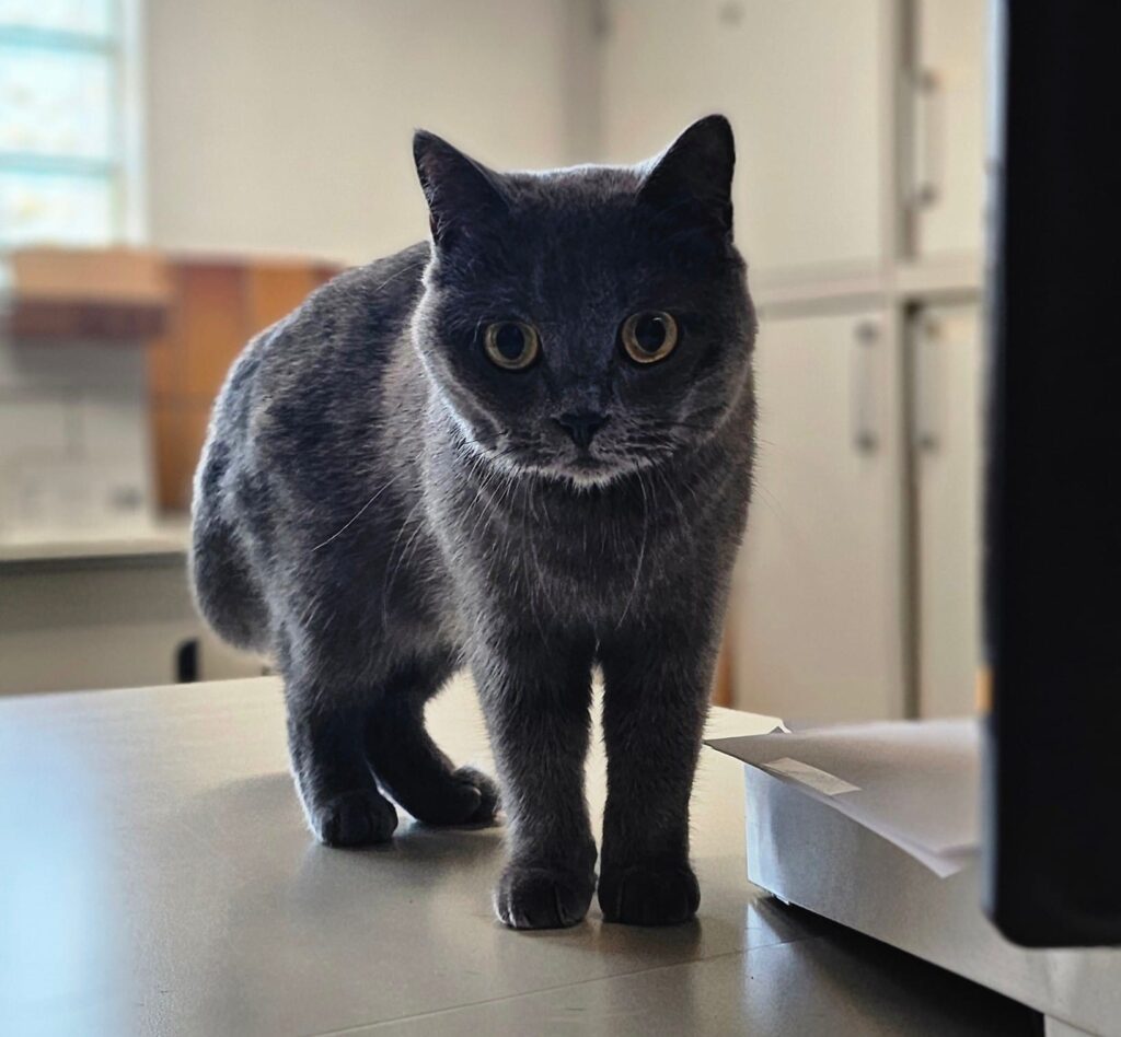 Tierheim Hattersheim - PHOTO 2025 12 11 14 26 33 2