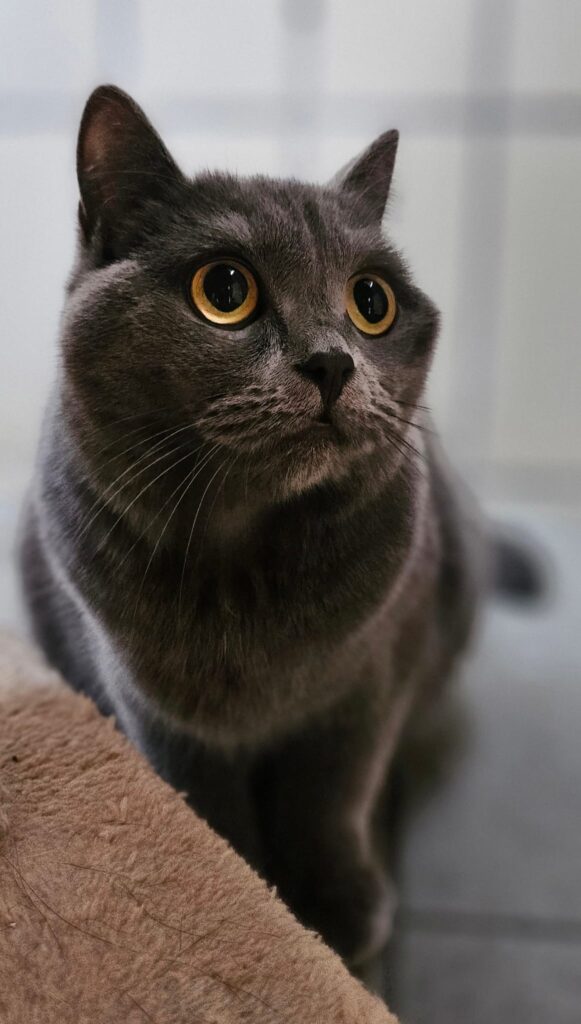 Tierheim Hattersheim - PHOTO 2025 12 11 14 26 33