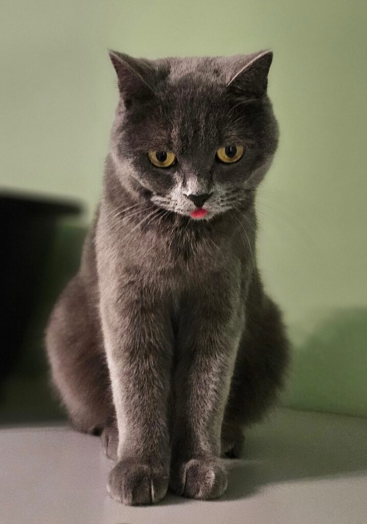 Tierheim Hattersheim - PHOTO 2025 12 11 14 26 35 2