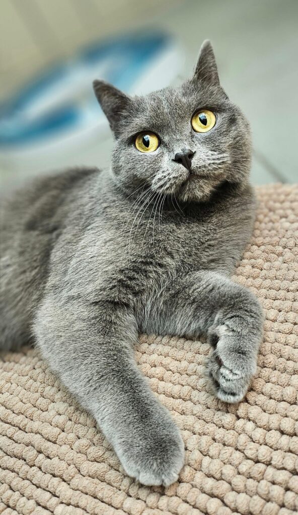 Tierheim Hattersheim - PHOTO 2025 12 11 14 26 35 4