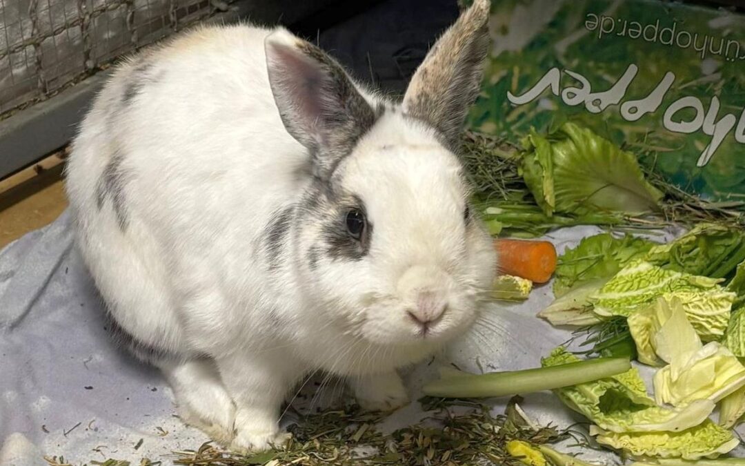 Lino/ auf Pflegestelle