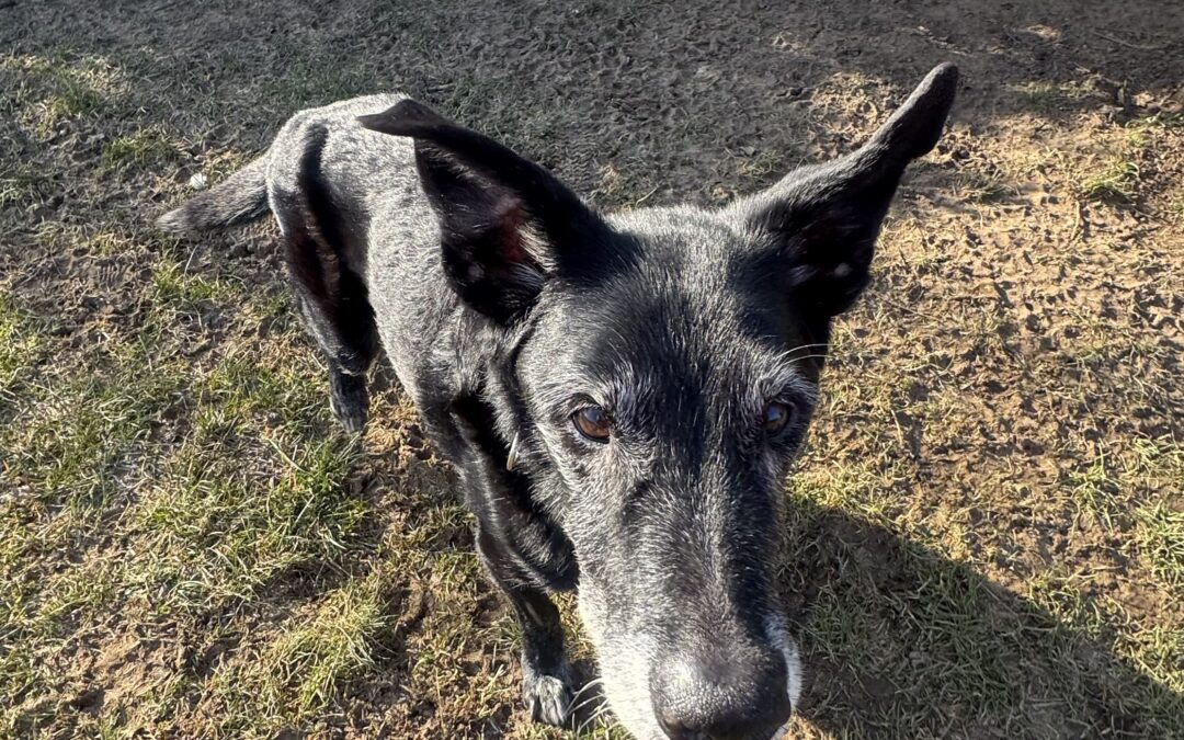 Oscar befindet sich auf Pflegestelle♥️