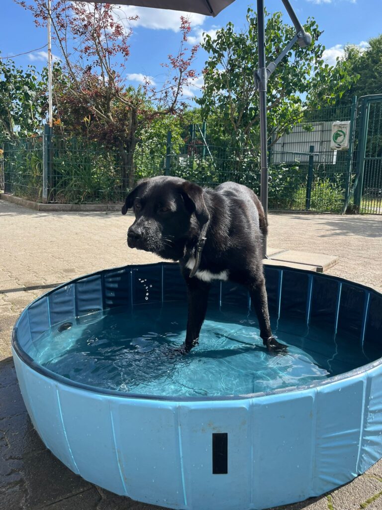 Rocky 1 Tierheim Hattersheim - PHOTO 2025 06 19 20 33 42 2