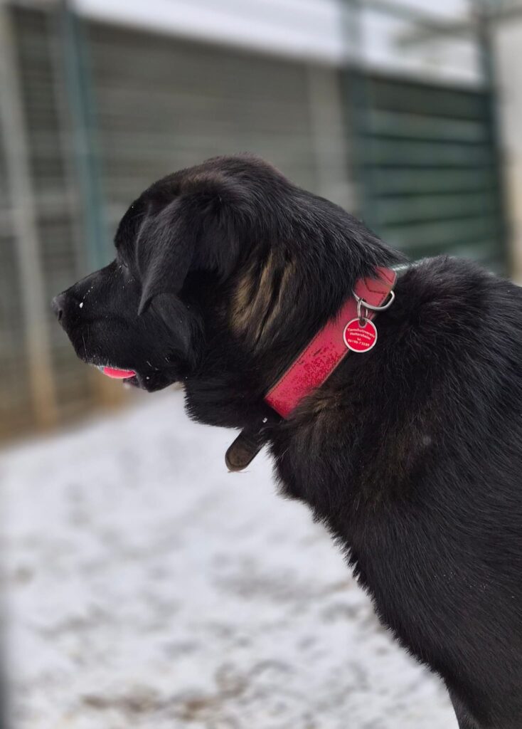 Rocky 4 Tierheim Hattersheim - PHOTO 2026 01 06 13 24 07 5