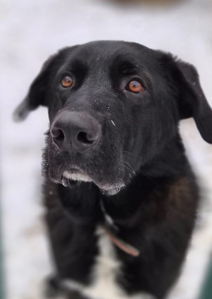 Rocky 1 Tierheim Hattersheim - PHOTO 2026 01 06 13 24 08 2