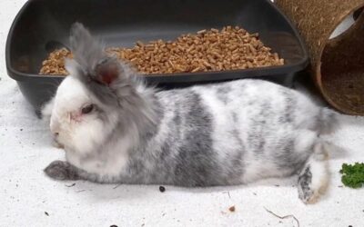 Bunny