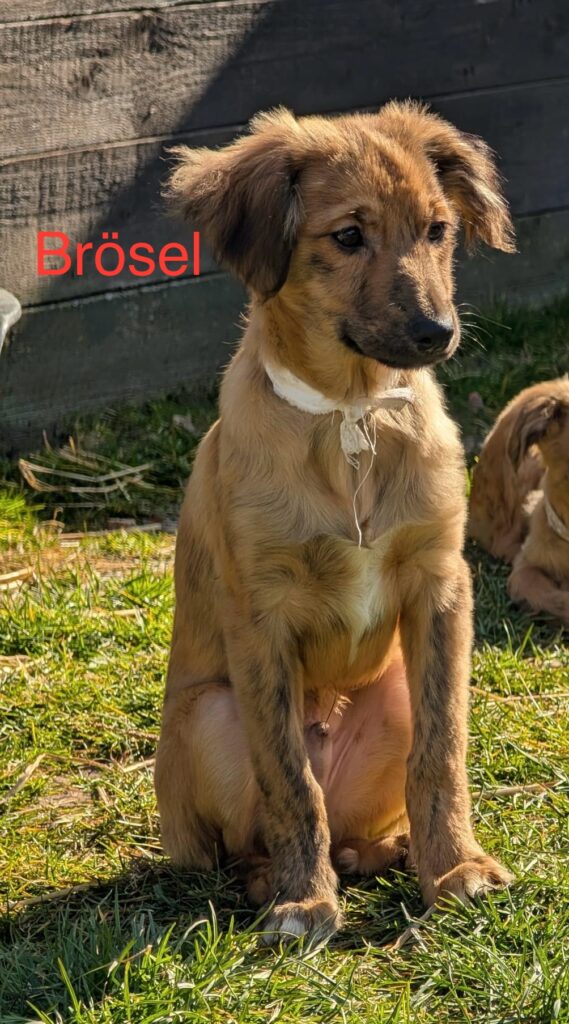 Brösel (reserv.), Seppl (reserv.) und Stöpsel (reserv.) 1 Tierheim Hattersheim - PHOTO 2025 03 10 12 39 11 2