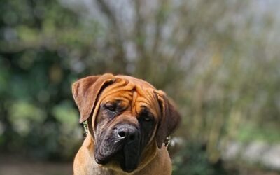 Boki