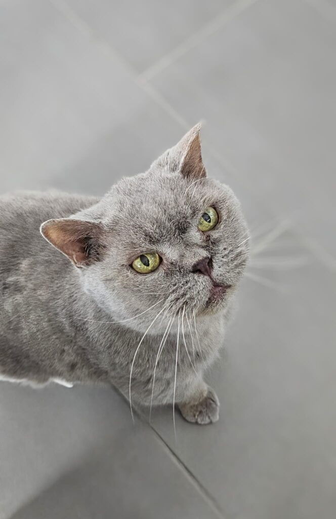 Koko/ Fundkatze 1 Tierheim Hattersheim - PHOTO 2025 04 02 21 01 23 3