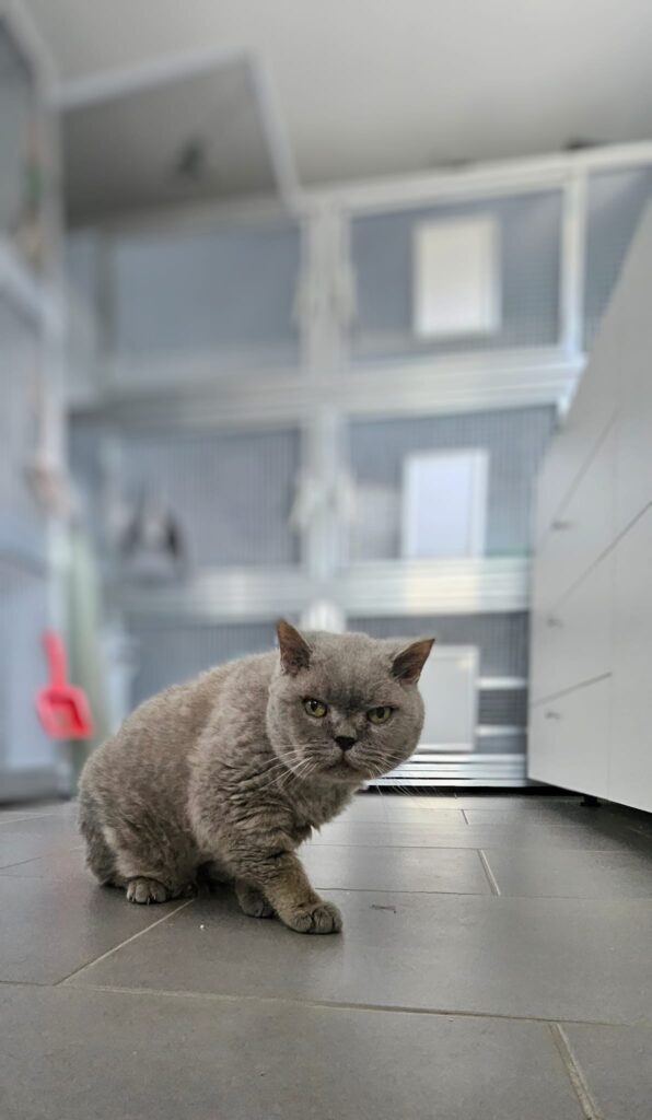 Koko/ Fundkatze 3 Tierheim Hattersheim - PHOTO 2025 04 02 21 01 23