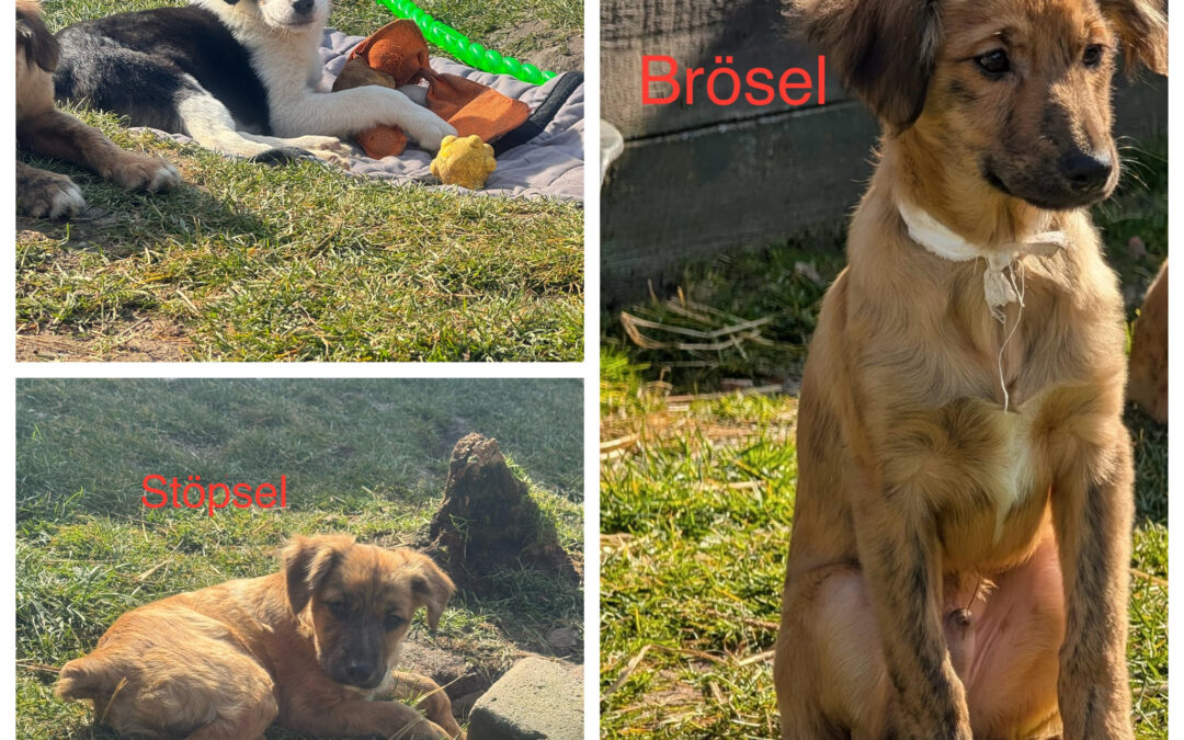 Brösel, Seppl  und Stöpsel