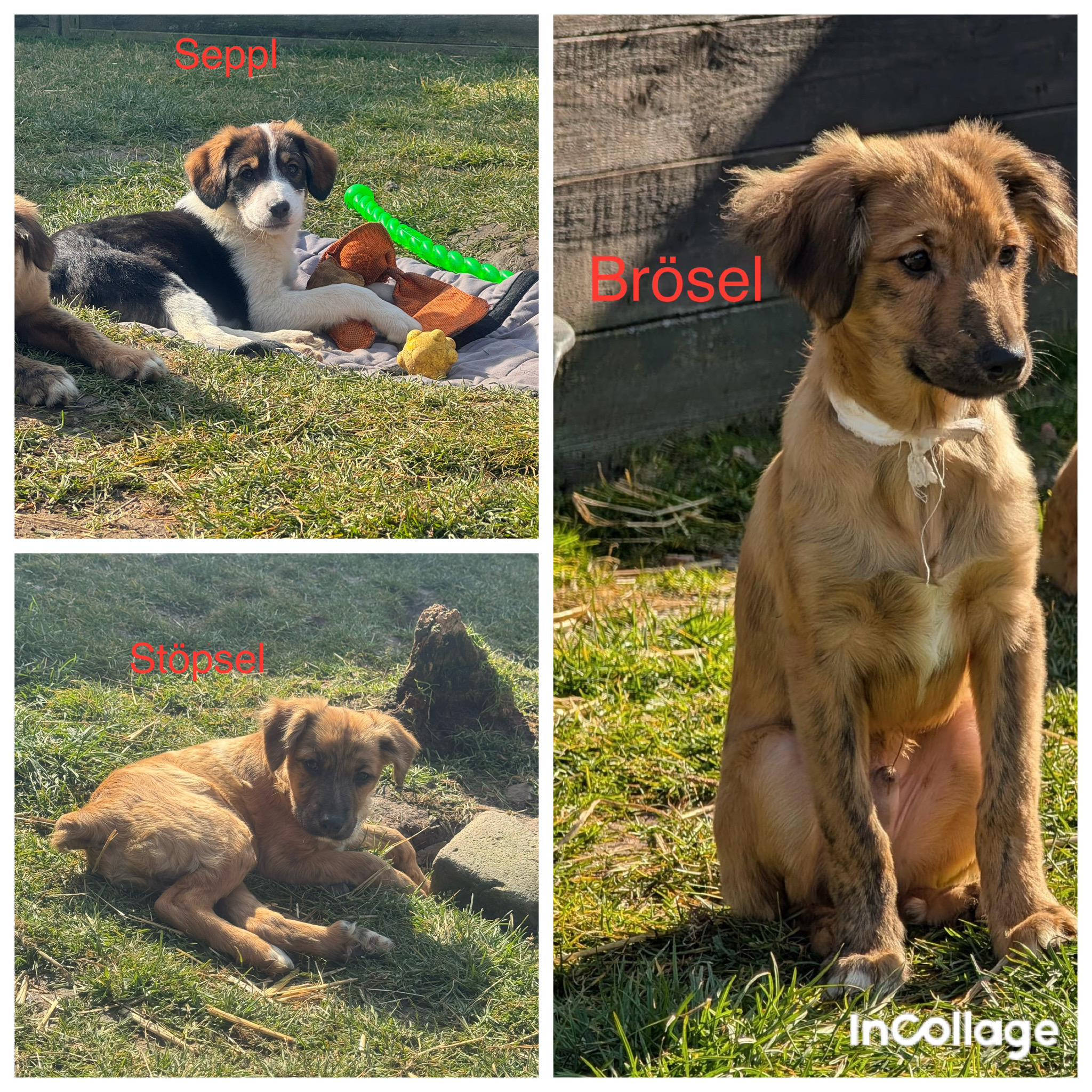 created by InCollage