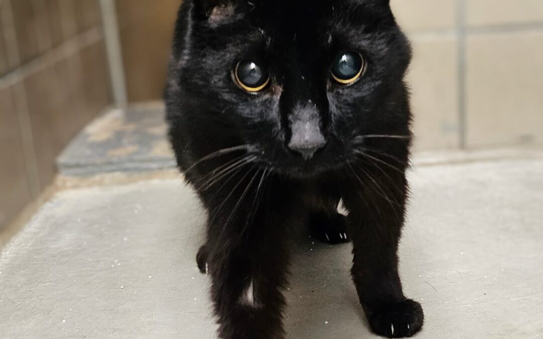 Sammy ist auf Pflegestelle