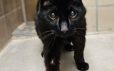 Sammy