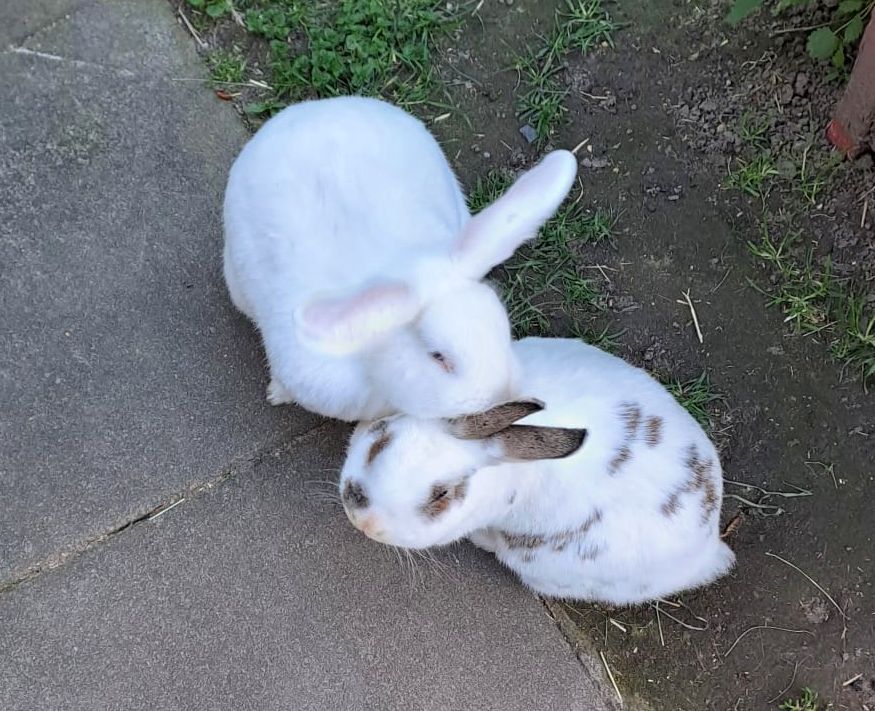 PHOTO-2025-04-06-19-37-09