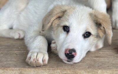 Frankie/ nicht im Tierheim