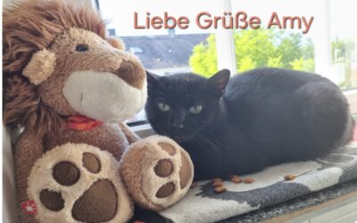 Fremdvermittlung 10 Amy/ nicht im Tierheim