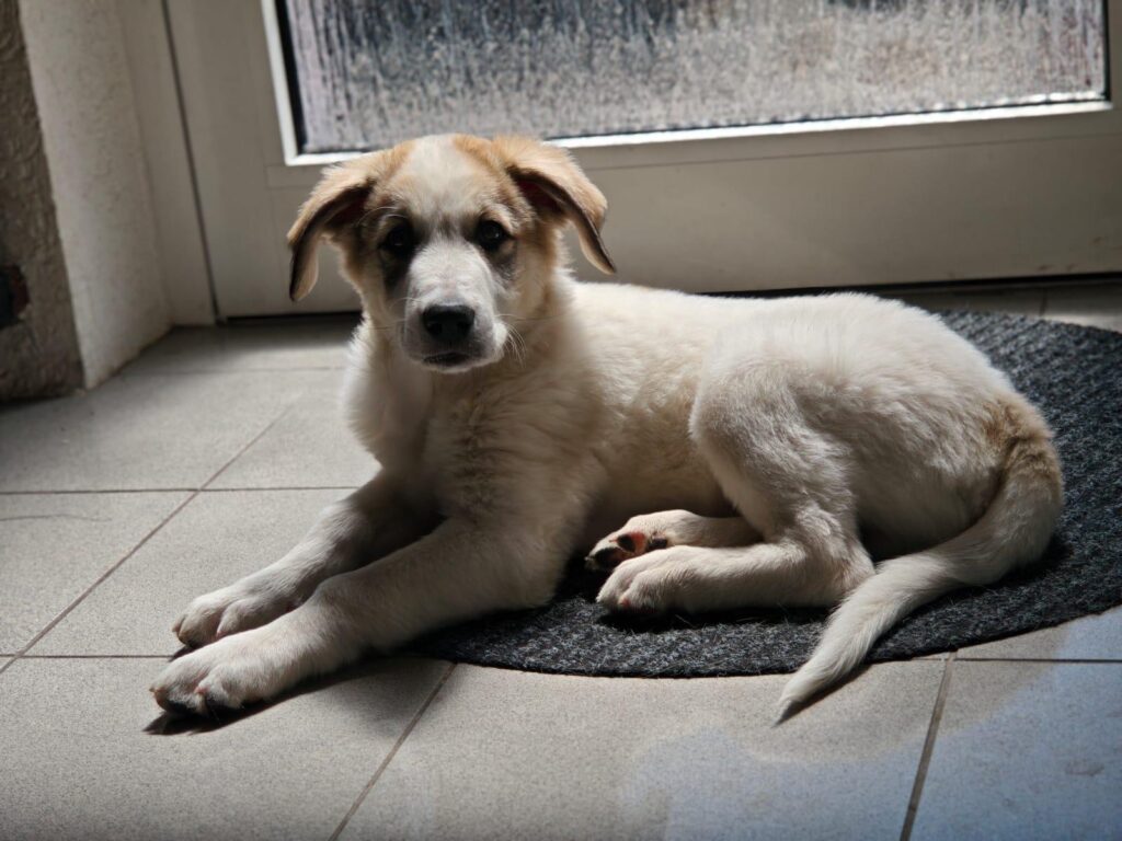 Eddie/ Nicht im Tierheim 1 Tierheim Hattersheim - IMG 7354