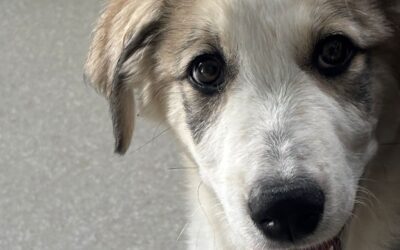 Eddie/ Not in the Shelter