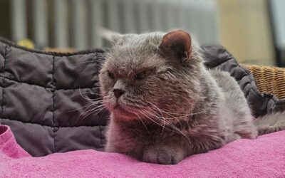 Koko
