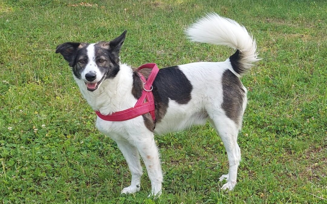 Paddy/ nicht im Tierheim