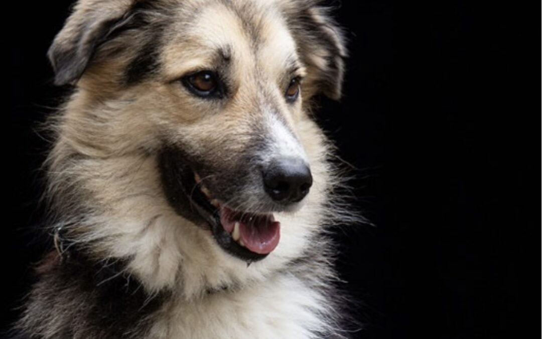 Jonny/ nicht im Tierheim