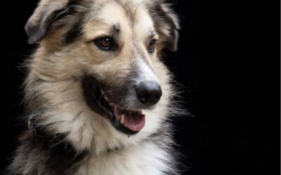 Fremdvermittlung 6 Jonny/ nicht im Tierheim