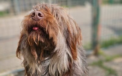 vermittelte Hunde 7 Joshi