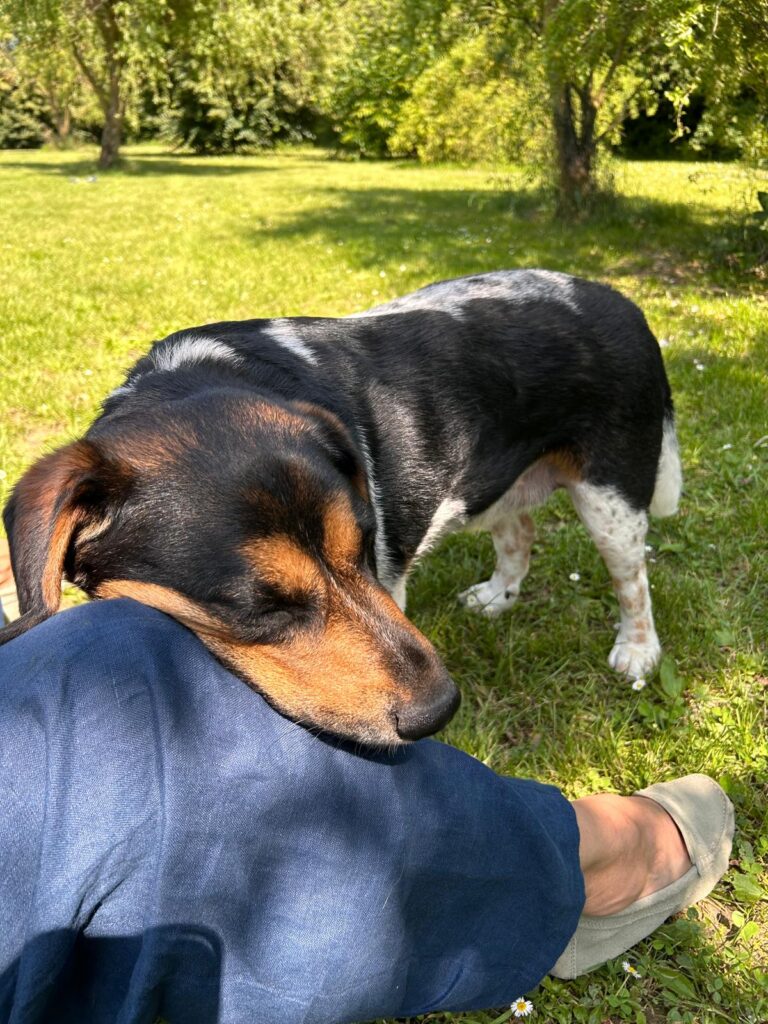 Toby 4 Tierheim Hattersheim - PHOTO 2025 06 12 17 52 31 6