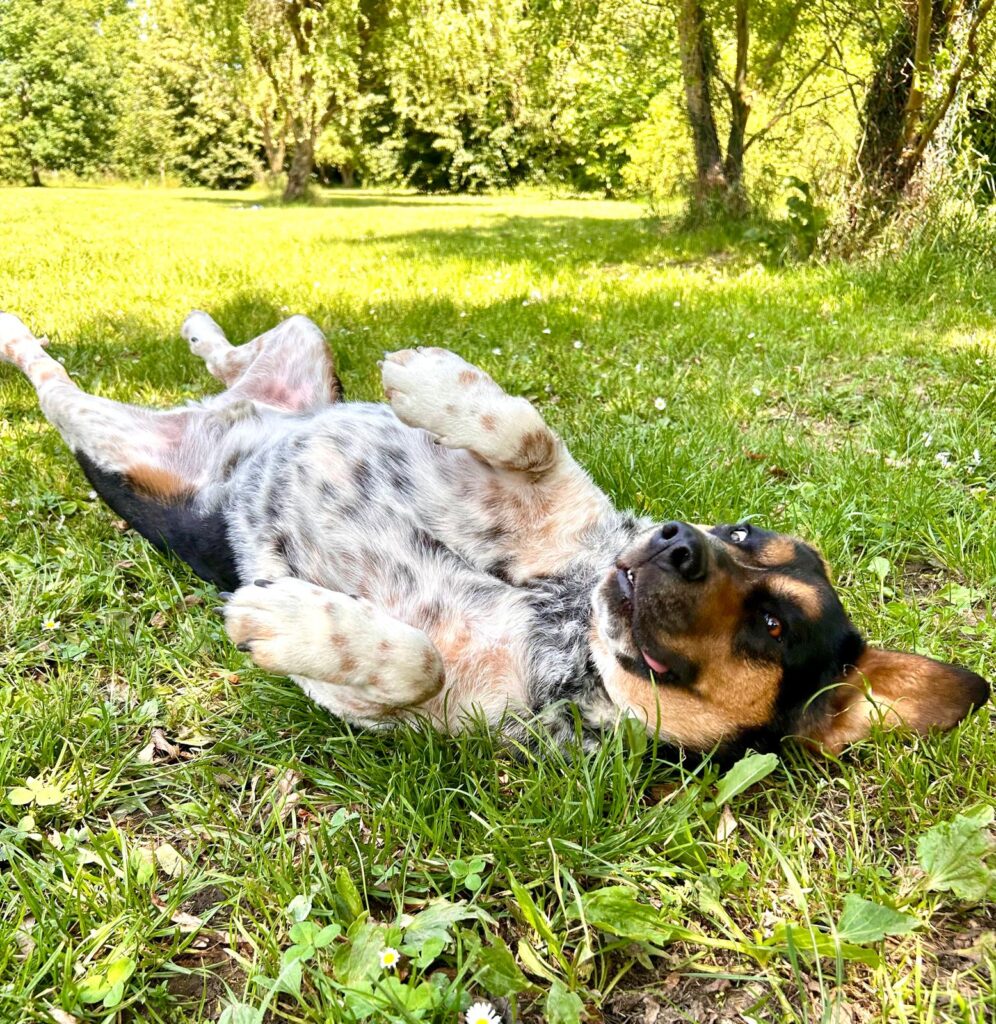 Toby 3 Tierheim Hattersheim - PHOTO 2025 06 12 17 52 31 8