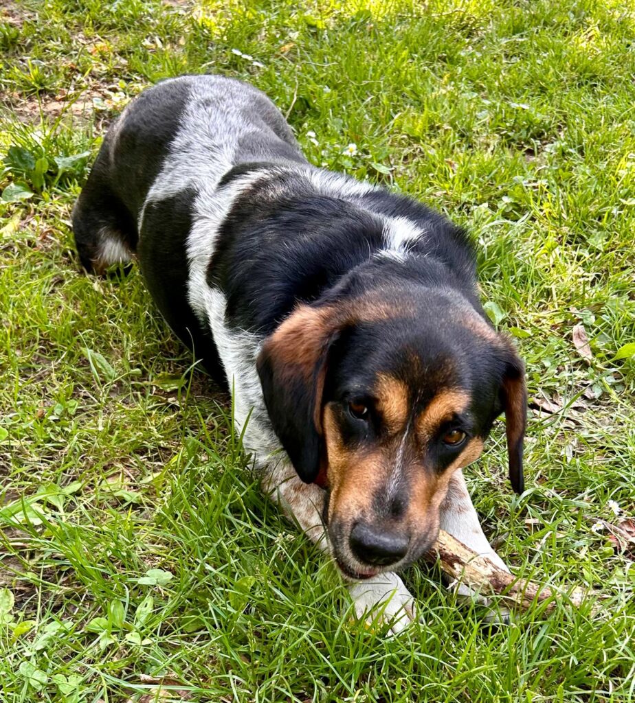 Toby 6 Tierheim Hattersheim - PHOTO 2025 06 12 17 52 31 9