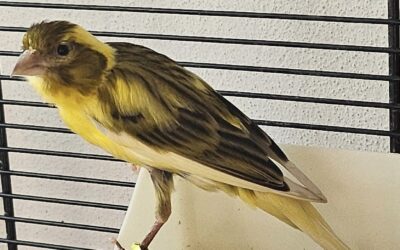 Tweety/ reserviert