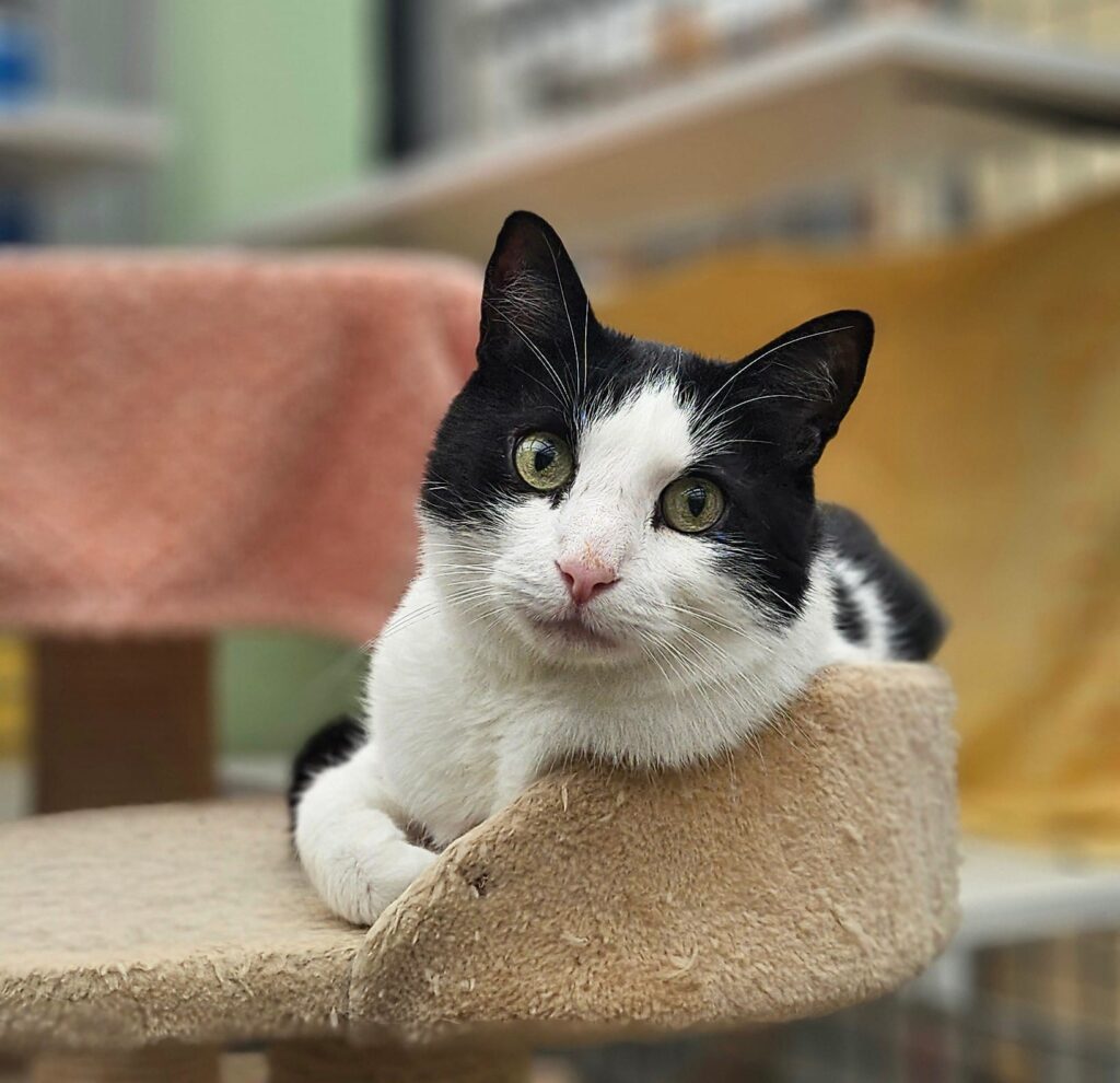 Diego 4 Tierheim Hattersheim - PHOTO 2025 12 12 14 29 18